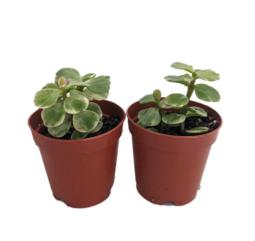 Variegated Spekboom Live Plant - Portulacaria afra - Mini Jade Succulent - 2 Pack 2" Pots - Indoor - Image 1