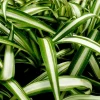 Variegated Spider Plant (Chlorophytum) Live Houseplant - Easy Care Indoor - Image 1