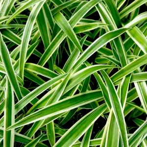 Variegated Spider Plant (Chlorophytum) Live Houseplant - Easy Care Indoor - Image 2