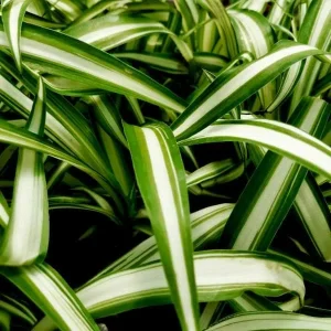 Variegated Spider Plant (Chlorophytum) Live Houseplant - Easy Care Indoor - Image 1