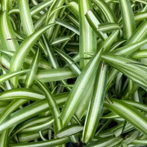 Variegated Spider Plant (Chlorophytum) Live Houseplant - Easy Care Indoor - Image 4