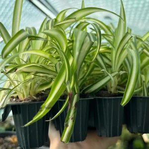 Variegated Spider Plant (Chlorophytum) Live Houseplant - Easy Care Indoor - Image 5