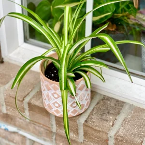 Variegated Spider Plant Live Plant – 2" Nursery Pot – Easy Care Houseplant - Image 2