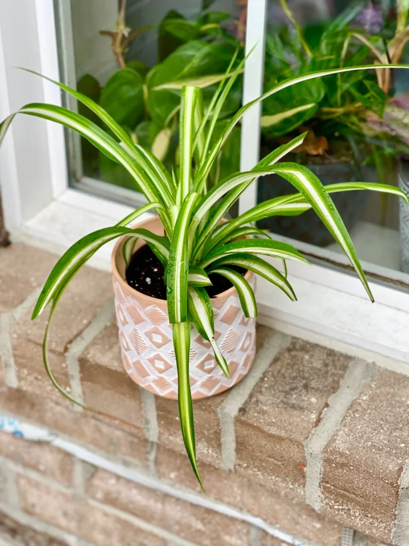 Variegated Spider Plant - Easy Care Houseplant in 2" Pot