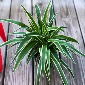 Variegated Spider Plant Live Plant – 4 inch Pot – Easy Care Houseplant - Image 1