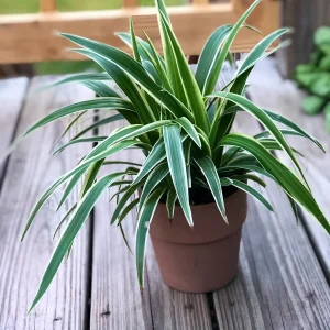 Variegated Spider Plant Live Plant – 4 inch Pot – Easy Care Houseplant - Image 2
