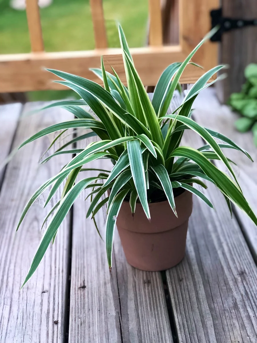 Variegated Spider Plant Live Plant – 4 inch Pot – Easy Care Houseplant - Image 2