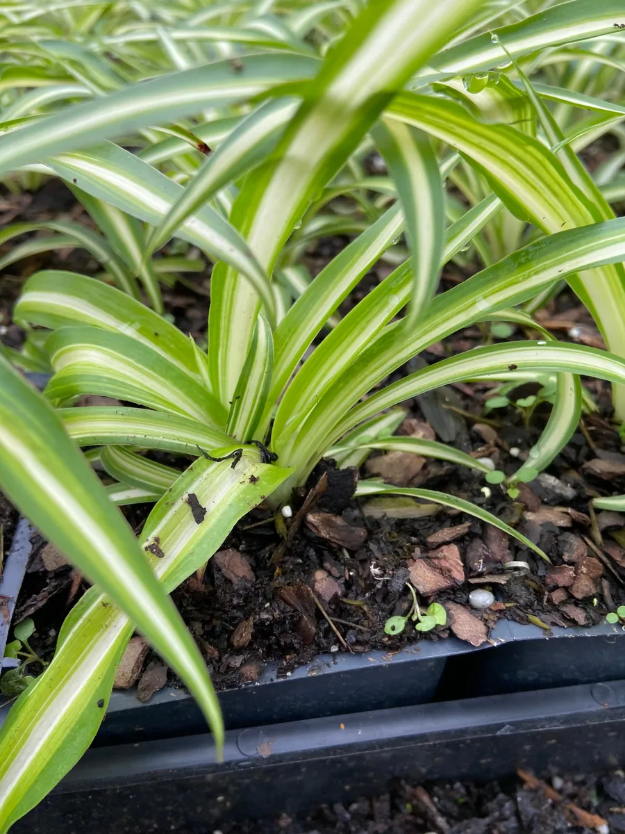 Variegated Spider Plant Live Plant - 4 inch Pot - Easy Care Houseplant - Image 2