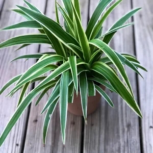Variegated Spider Plant Live Plant – 4 inch Pot – Easy Care Houseplant - Image 3