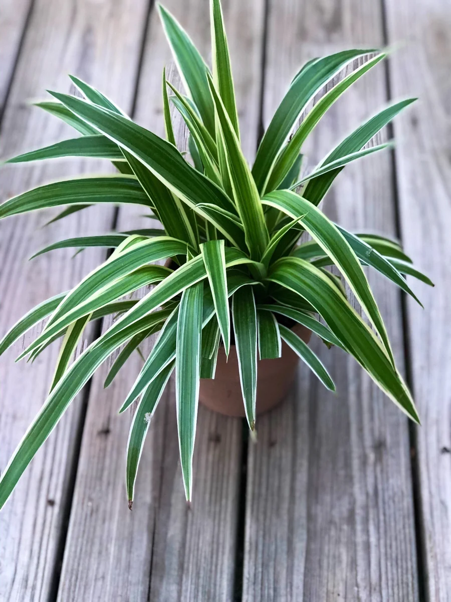 Variegated Spider Plant Live Plant – 4 inch Pot – Easy Care Houseplant - Image 3