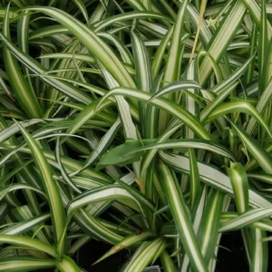 Variegated Spider Plant Live Plant - 4 inch Pot - Easy Care Houseplant - Image 1