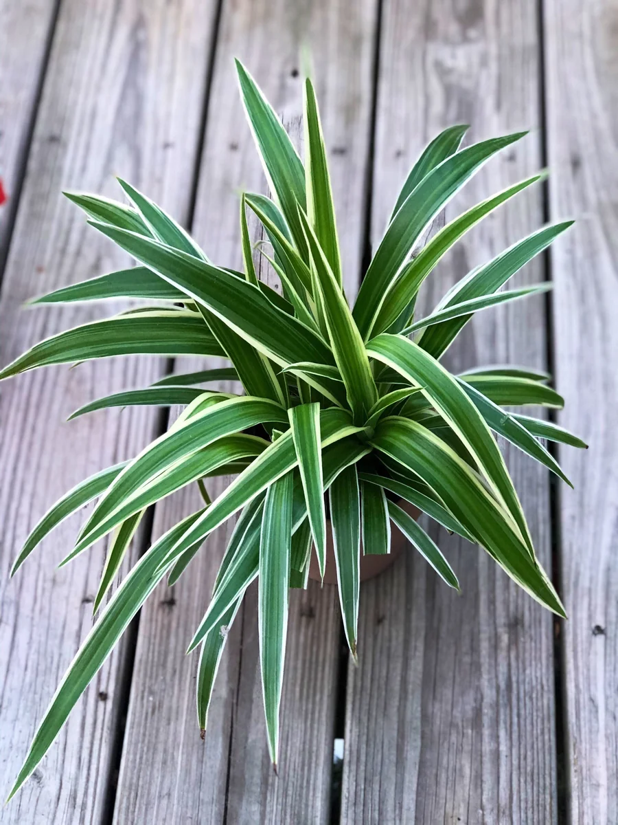 Variegated Spider Plant Live Plant – 4 inch Pot – Easy Care Houseplant - Image 4
