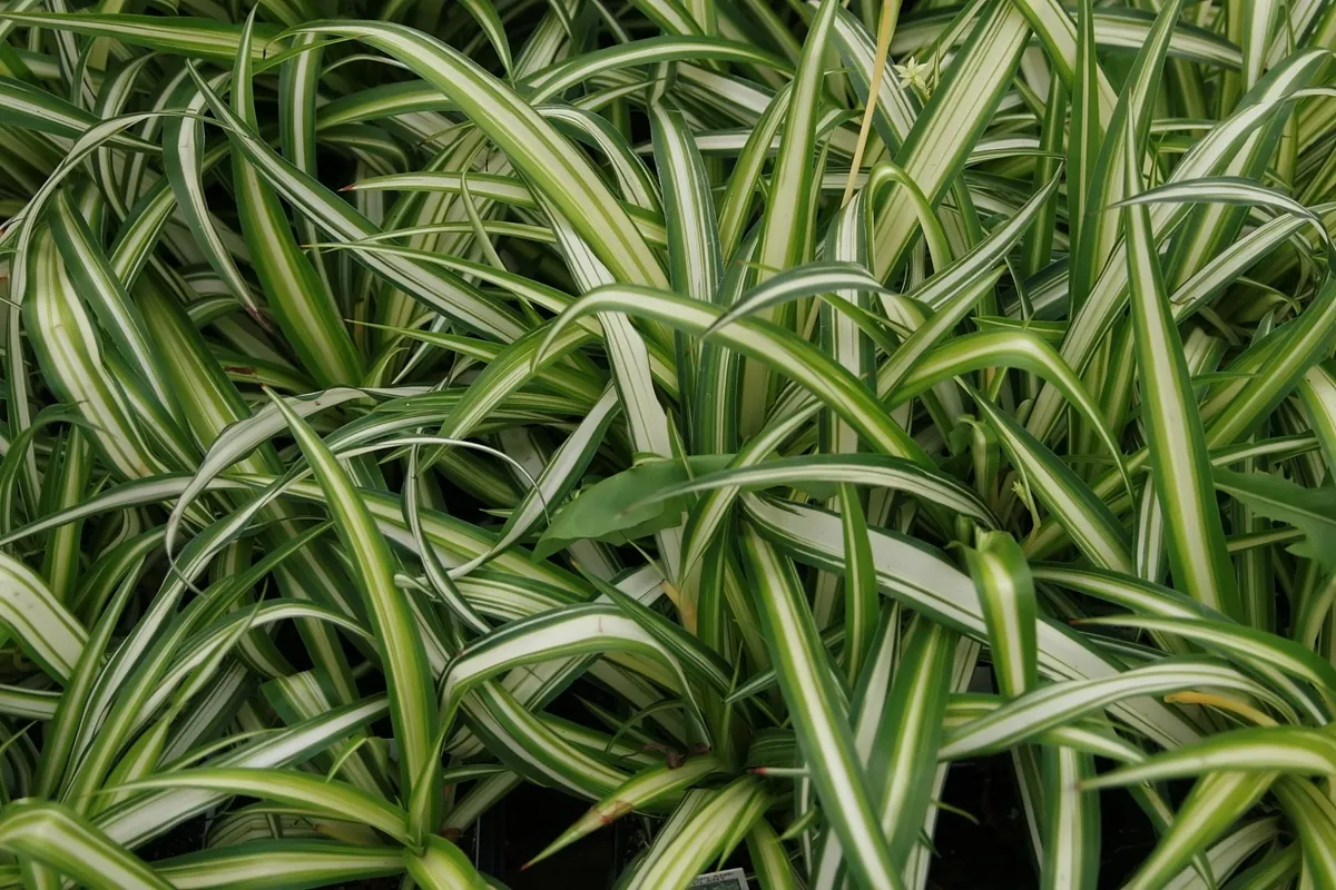 Variegated Spider Plant Live Plant - 4 inch Pot - Easy Care Houseplant - Image 1