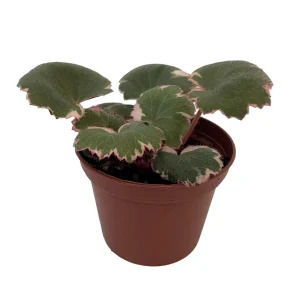 Variegated Strawberry Begonia Live Plant - 2.5 inch Pot - Indoor Houseplant - Image 2