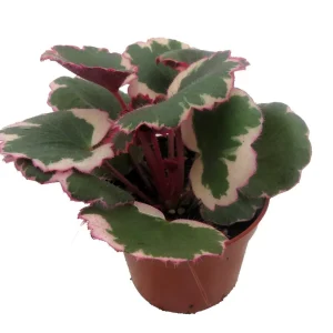 Variegated Strawberry Begonia Live Plant - 2.5 inch Pot - Indoor Houseplant - Image 3