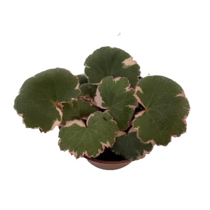 Variegated Strawberry Begonia Live Plant - 2.5 inch Pot - Indoor Houseplant - Image 1