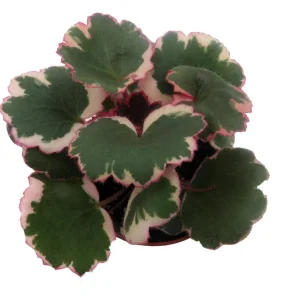 Variegated Strawberry Begonia Live Plant - 2.5 inch Pot - Indoor Houseplant - Image 5