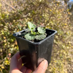 Variegated Strawberry Begonia Live Plant - Saxifraga Stolonifera - 3 1/4" Pot - Indoor/Outdoor - Image 2