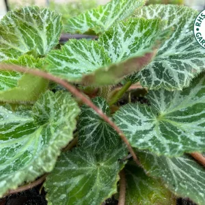 Variegated Strawberry Begonia Live Plant - Saxifraga Stolonifera - 3 1/4" Pot - Indoor/Outdoor - Image 1