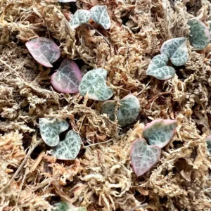 Variegated String of Hearts Cuttings - VSOH Succulent for Propagation - Image 2