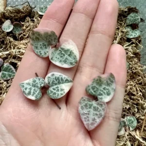 Variegated String of Hearts Cuttings - VSOH Succulent for Propagation - Image 1