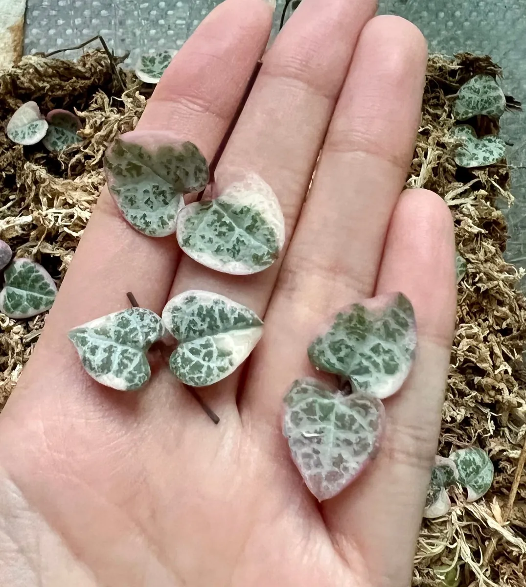 Variegated String of Hearts Cuttings - VSOH Succulent for Propagation - Image 1