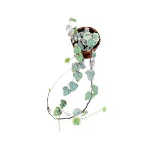 Variegated String of Hearts Live Plant 2 inch Pot - Indoor Trailing Succulent - Image 5