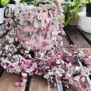 Variegated String of Hearts Live Plant 2