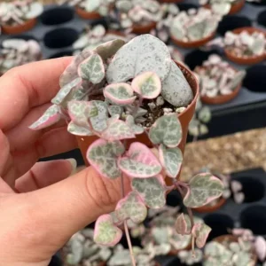 Variegated String of Hearts Live Plant 2