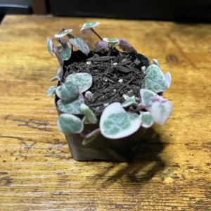 Variegated String of Hearts Live Plant 2