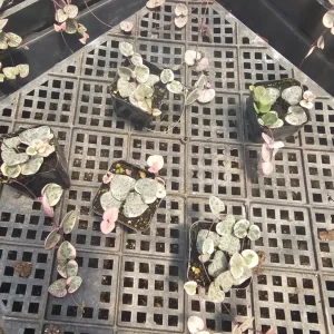 Variegated String of Hearts Live Plant 2