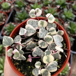 Variegated String of Hearts Live Plant – Ceropegia Woodii – Trailing Succulent for Indoor Hanging Baskets – 2.5", 4", 6" Pot - Image 2