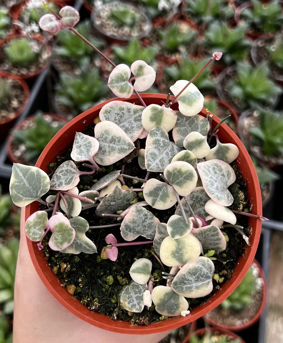 Variegated String of Hearts Live Plant – Ceropegia Woodii – Trailing Succulent for Indoor Hanging Baskets – 2.5", 4", 6" Pot - Image 2