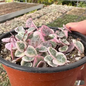 Variegated String of Hearts Live Plant – Ceropegia Woodii – Trailing Succulent for Indoor Hanging Baskets – 2.5