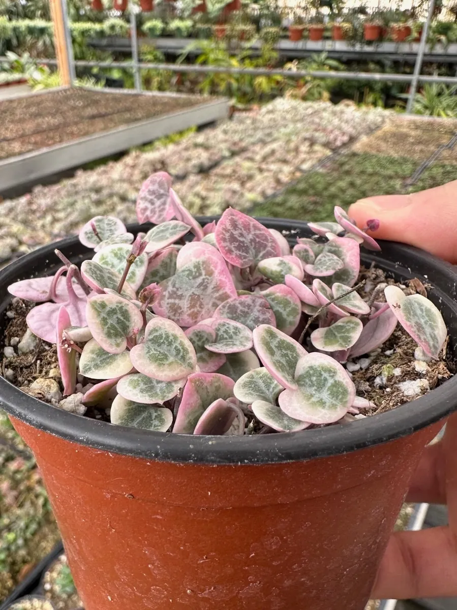 Variegated String of Hearts Live Plant – Ceropegia Woodii – Trailing Succulent for Indoor Hanging Baskets – 2.5", 4", 6" Pot - Image 3