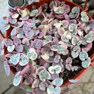 Variegated String of Hearts Live Plant – Ceropegia Woodii – Trailing Succulent for Indoor Hanging Baskets – 2.5", 4", 6" Pot - Image 1