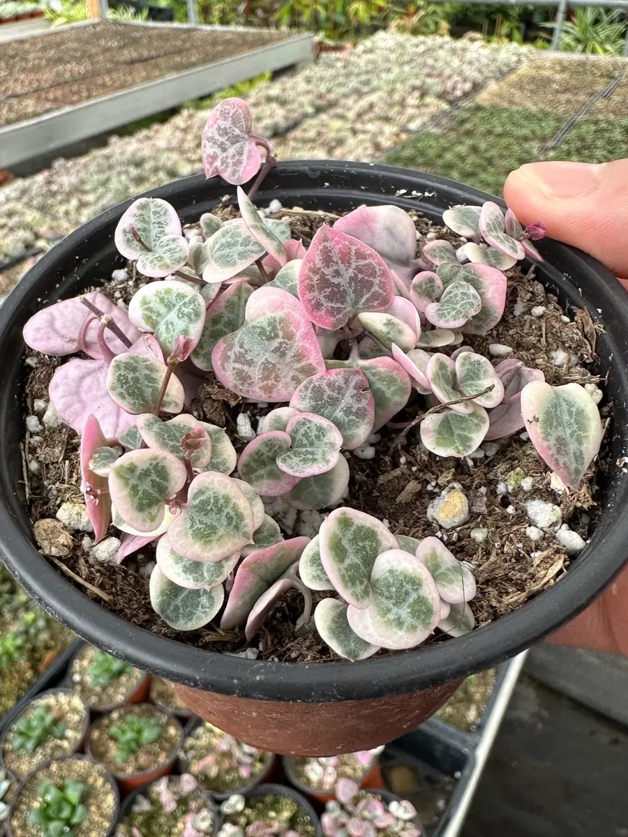 Variegated String of Hearts Live Plant – Ceropegia Woodii – Trailing Succulent for Indoor Hanging Baskets – 2.5", 4", 6" Pot - Image 4