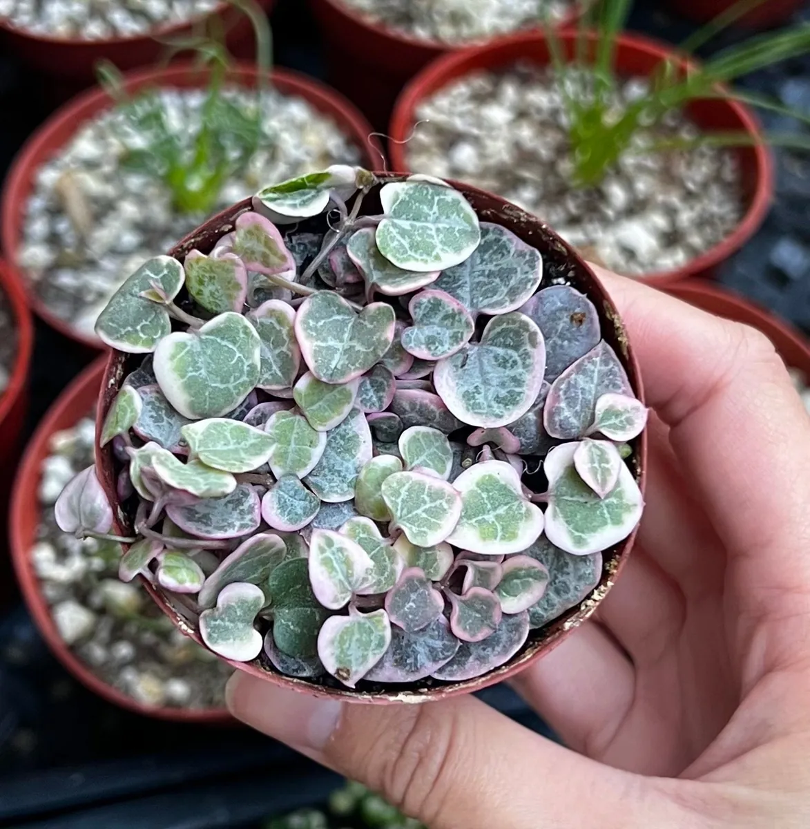 Variegated String of Hearts Live Plant – Ceropegia Woodii – Trailing Succulent for Indoor Hanging Baskets – 2.5", 4", 6" Pot - Image 5