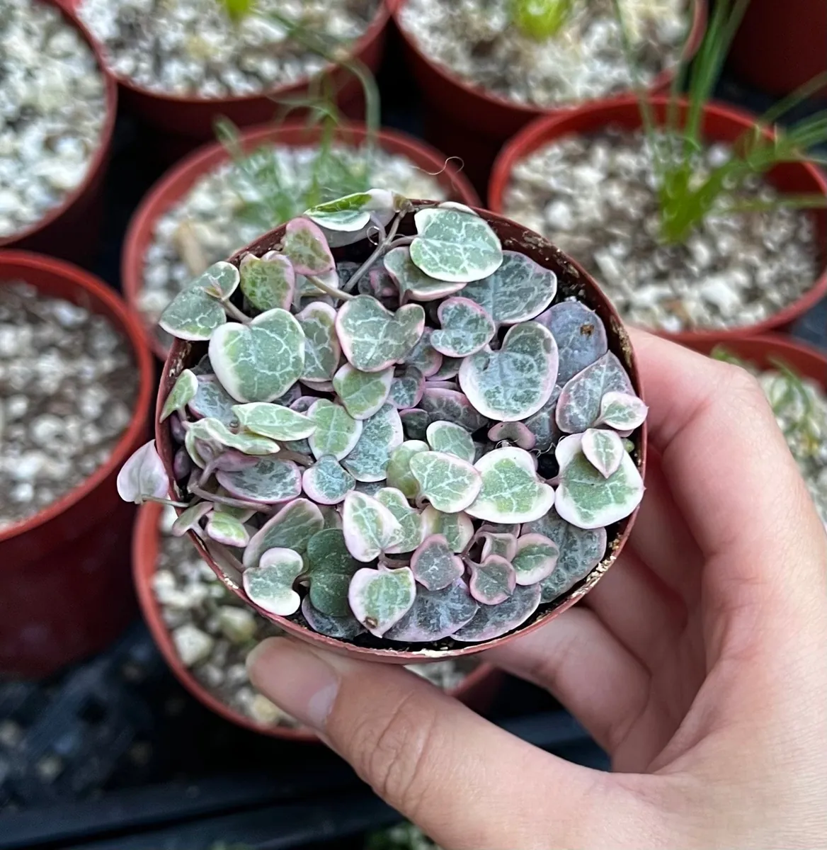 Variegated String of Hearts Live Plant – Ceropegia Woodii – Trailing Succulent for Indoor Hanging Baskets – 2.5", 4", 6" Pot - Image 6