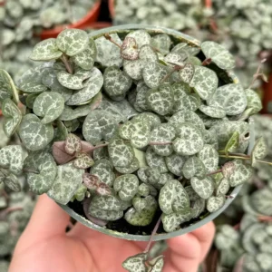 Variegated String of Hearts Live Plant – Ceropegia Woodii – Trailing Succulent for Indoor Hanging Baskets – 2.5