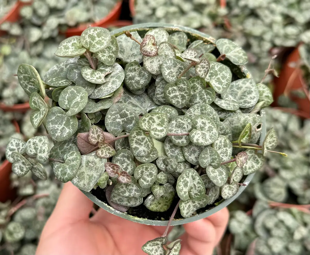 Variegated String of Hearts Live Plant – Ceropegia Woodii – Trailing Succulent for Indoor Hanging Baskets – 2.5", 4", 6" Pot - Image 7