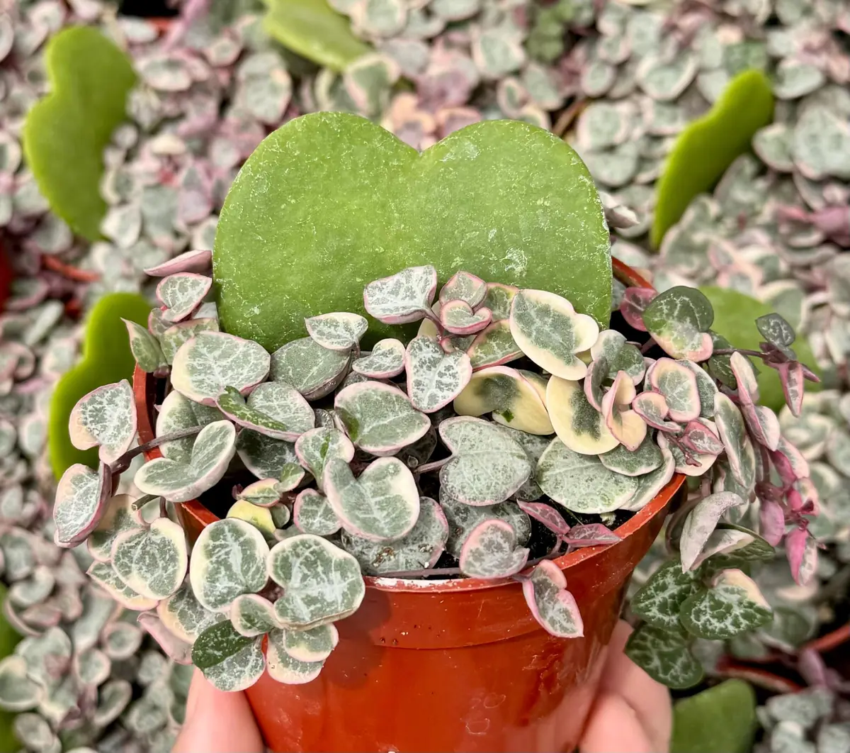 Variegated String of Hearts Live Plant – Ceropegia Woodii – Trailing Succulent for Indoor Hanging Baskets – 2.5", 4", 6" Pot - Image 8