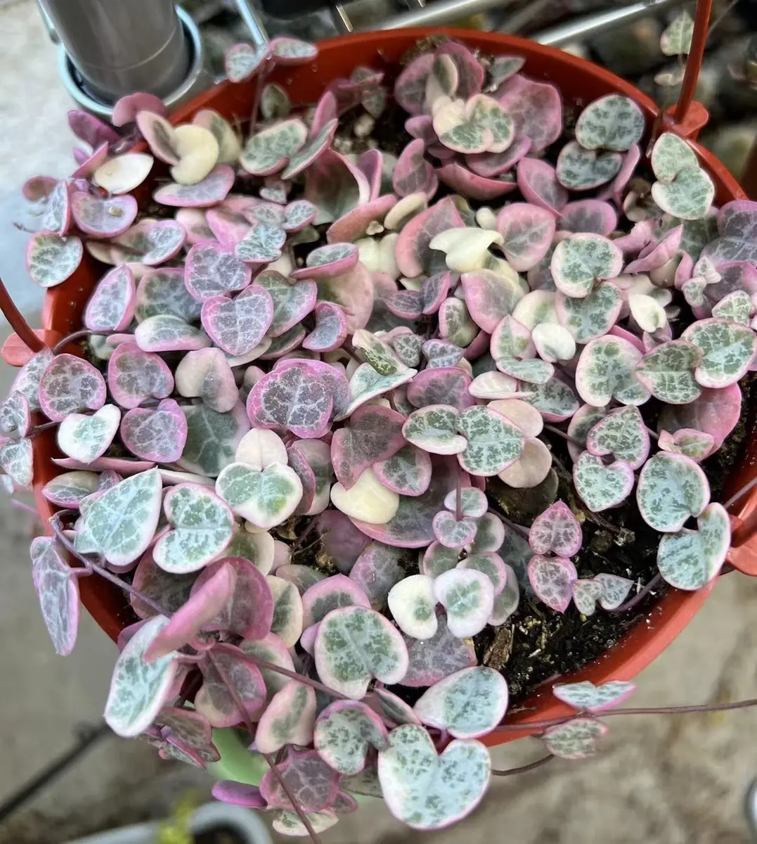 Variegated String of Hearts Live Plant – Ceropegia Woodii – Trailing Succulent for Indoor Hanging Baskets – 2.5", 4", 6" Pot - Image 1