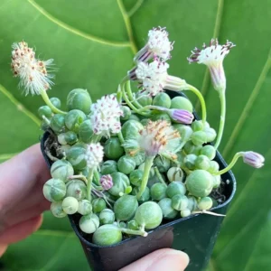 Variegated String of Pearls Live Plant - Trailing Succulent in 2"-6" Pot, Indoor - Image 2