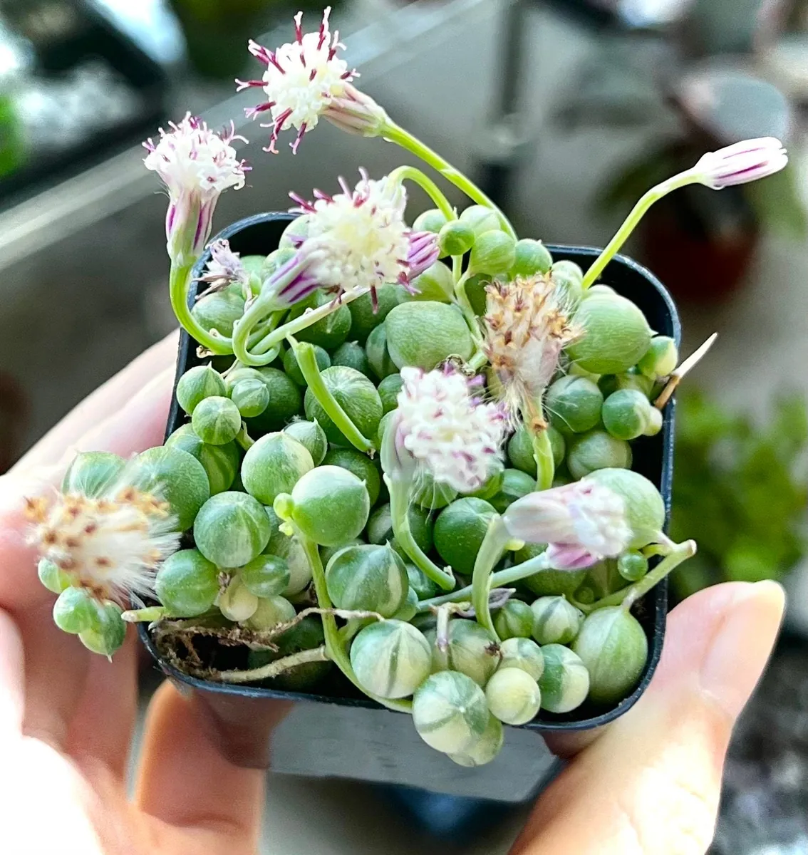 Variegated String of Pearls Live Plant - Trailing Succulent in 2"-6" Pot, Indoor - Image 3