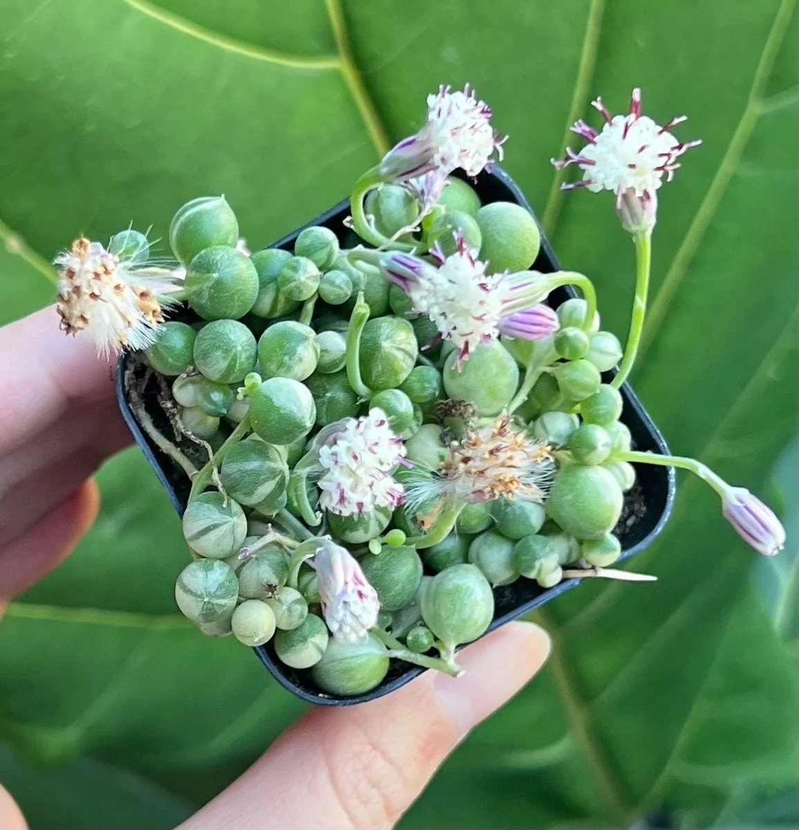 Variegated String of Pearls Live Plant - Trailing Succulent in 2"-6" Pot, Indoor - Image 4