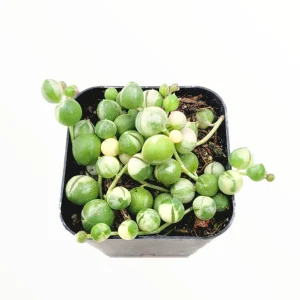 Variegated String of Pearls Live Succulent Plant - Senecio rowleyanus Variegata Indoor/Outdoor - Image 5