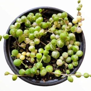 Variegated String of Pearls Live Succulent Plant - Senecio rowleyanus Variegata Indoor/Outdoor - Image 9