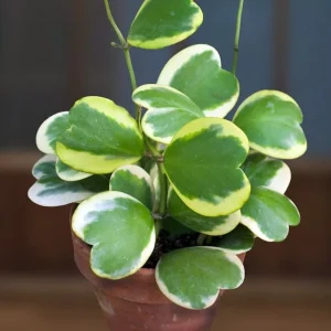 Variegated Sweetheart Hoya Kerrii Live Plant - Crème & Green Waxplant - 2 inch Pot - Easy Indoor Succulent - Image 3