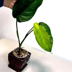 Variegated Syngonium Chiapense Albo Live Plant - Unique Aroid with White Variegation - Image 2